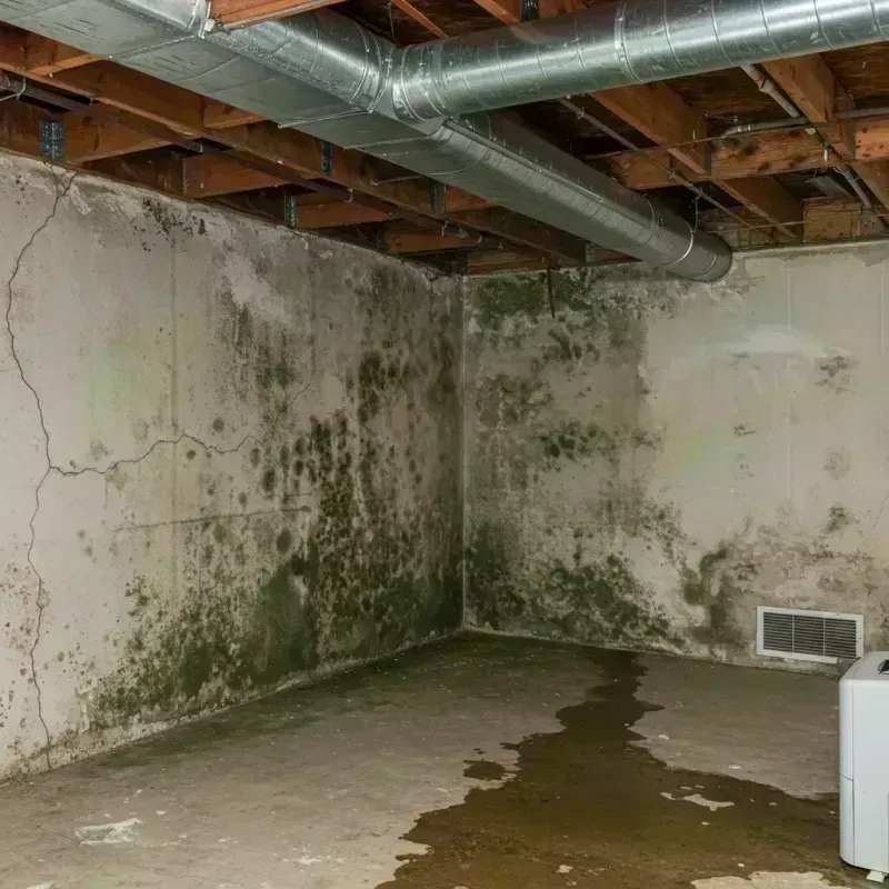 Professional Mold Removal in Lake Villa, IL